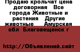 Продаю крольчат цена договорная - Все города Животные и растения » Другие животные   . Амурская обл.,Благовещенск г.